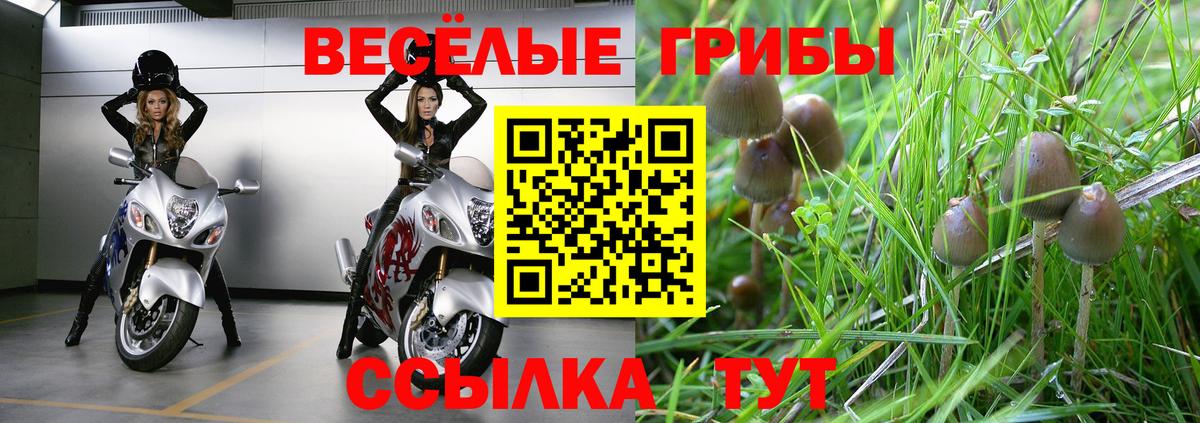 Гусев  Галлюциногенные грибы прущие грибы  Вход с VPN 