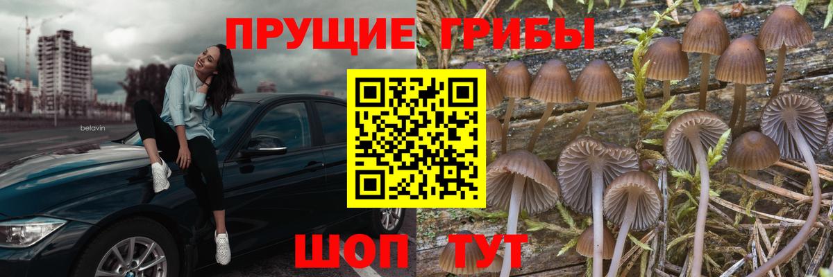 Псилоцибиновые грибы Psilocybe Гусев